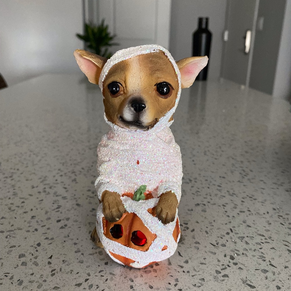 Halloween shiny mummy CHIHUAHUA with pumpkin that lights up